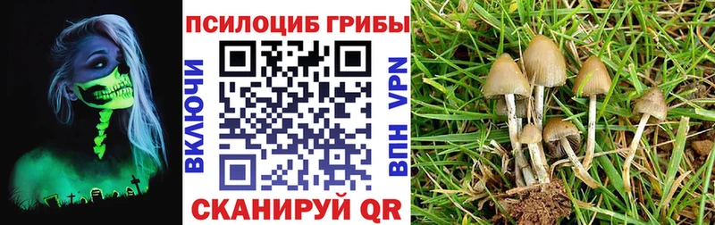kraken как войти  Артёмовск  Галлюциногенные грибы Psilocybe 