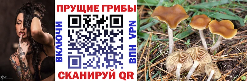 Псилоцибиновые грибы мицелий Артёмовск
